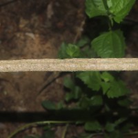 Gongronemopsis tenacissima (Roxb.) S.Reuss, Liede & Meve